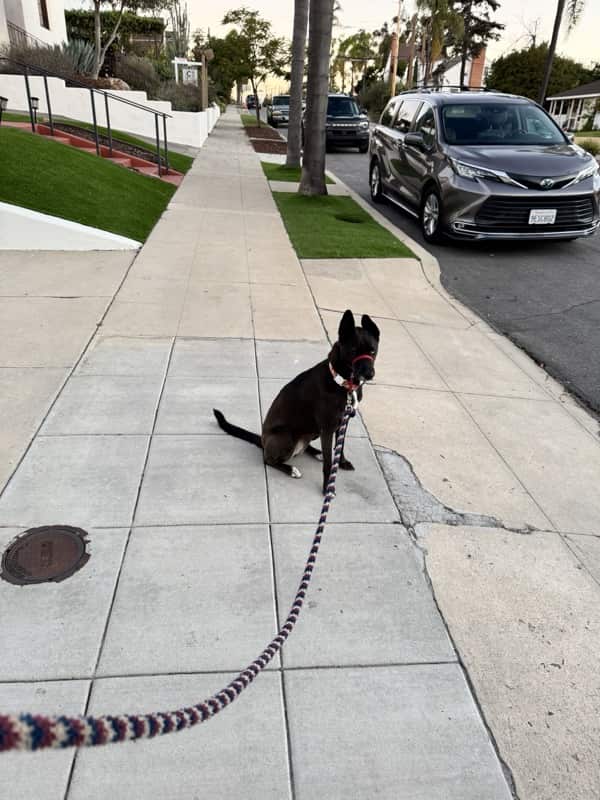 A picture of a black dog named Bowie sitting, taken on November 26 2025 at 6:27 am